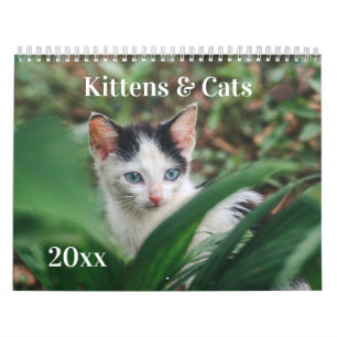 Katter & Kullor Kalender