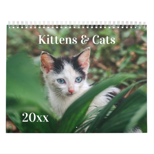 Katter & Kullor Kalender (Omslag)