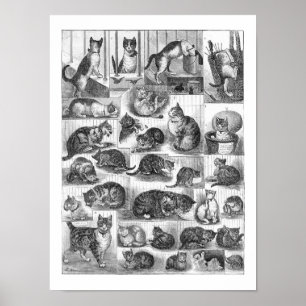 Katter, Louis Wain Poster