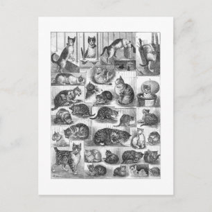 Katter, Louis Wain Vykort