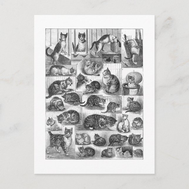 Katter, Louis Wain Vykort (Framsida)