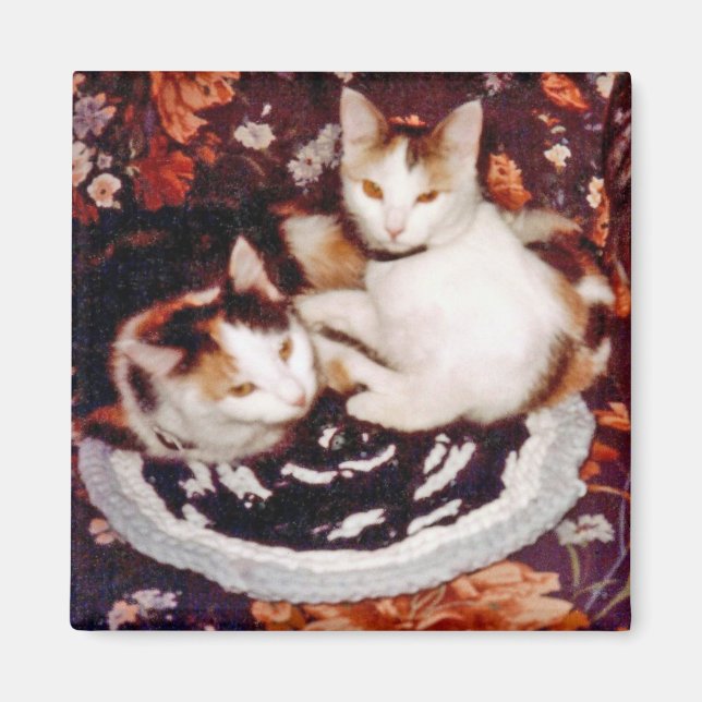 Katter Magnet (Framsidan)