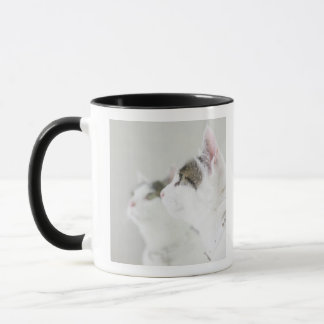 Katter Mugg