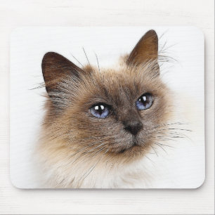 KATTER MUSMATTA