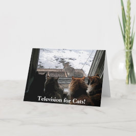 Katter och ekorre kort