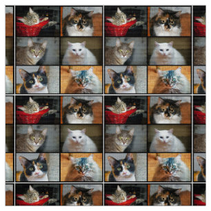 Katter och katter tyg
