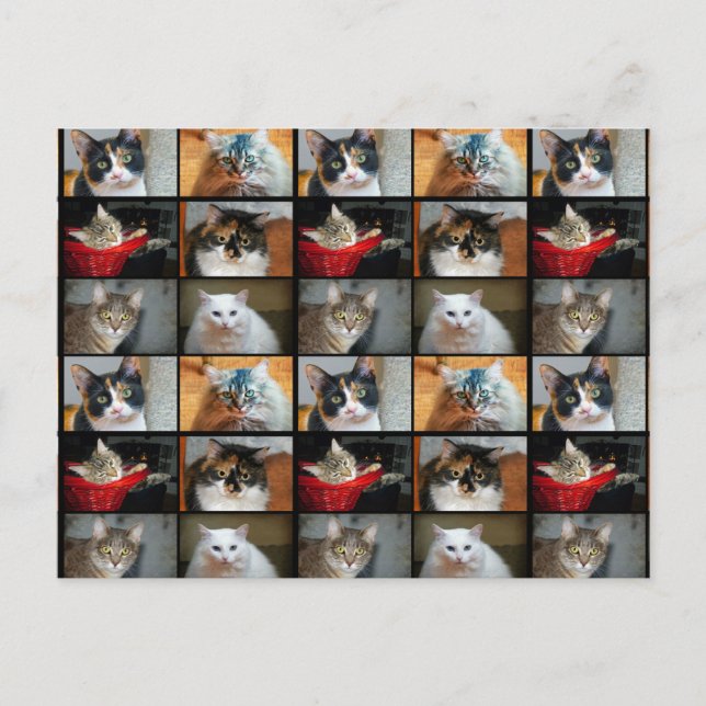 Katter och katter vykort (Framsida)