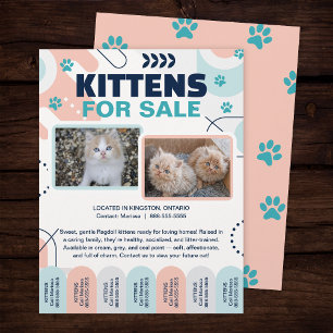 Katter och kattungar till salu, avrivningslappar, reklamblad