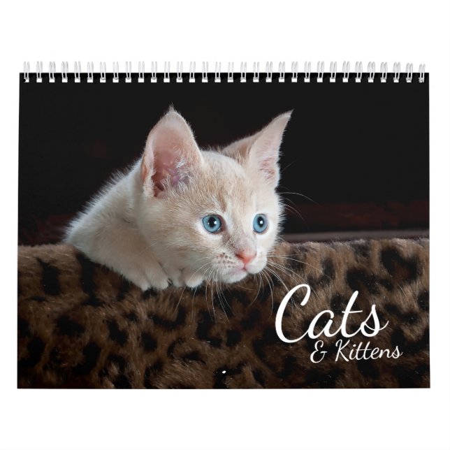 Katter och kittens 2024 Pet Photo Calendar Kalender (Omslag)