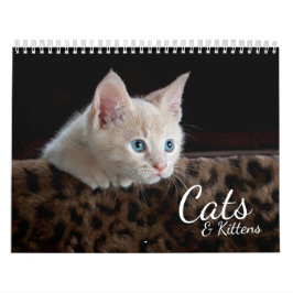 Katter och kittens 2024 Pet Photo Calendar Kalender
