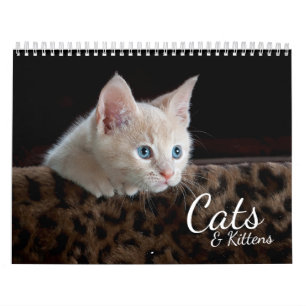 Katter och kittens 2024 Pet Photo Calendar Kalender