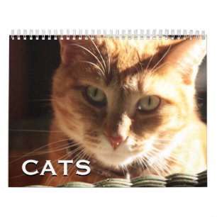 Katter och kittens kalender
