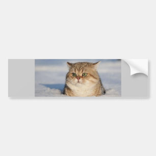 katter_och_snö7 bildekal