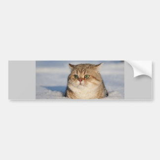 katter_och_snö7 bildekal
