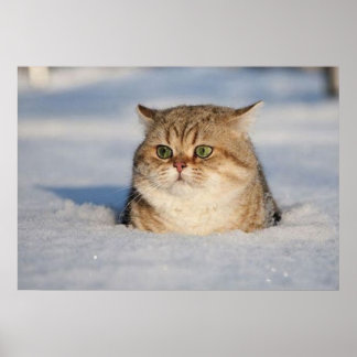 katter_och_snö7 poster