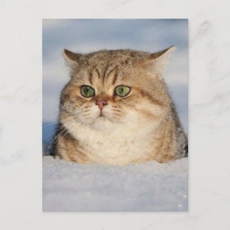 katter_och_snö7 vykort