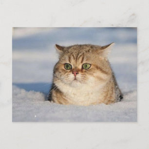 katter_och_snö7 vykort
