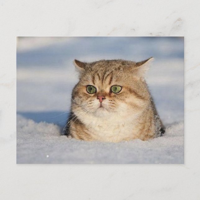 katter_och_snö7 vykort (Framsida)