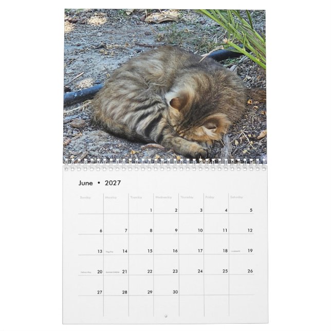 Katter på Cypern av Paphos Life Kalender (Jun 2027)