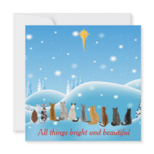 Katter Religiösa Star Alla Sak-djur