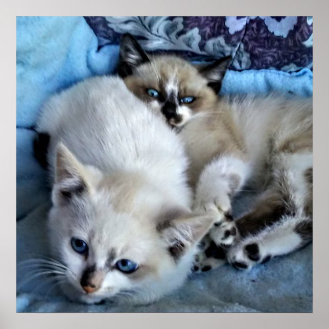 Katter som frigör sig poster (Framsidan)