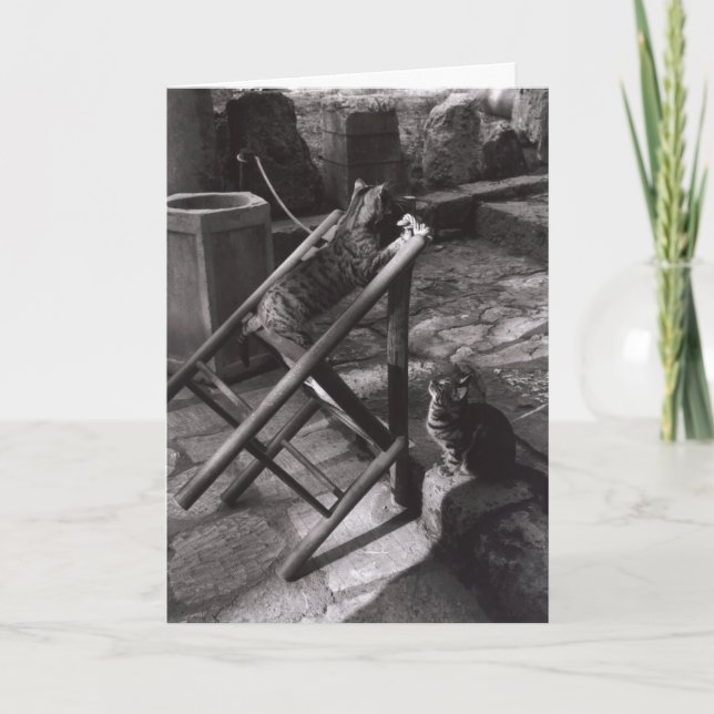 Katter som leker i Delphi, Grekland Kort (Framsida)