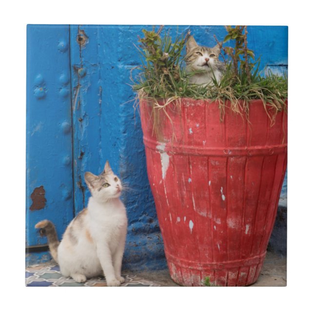 Katter som leker runt, Rabat, Marocko Kakelplatta (Framsidan)