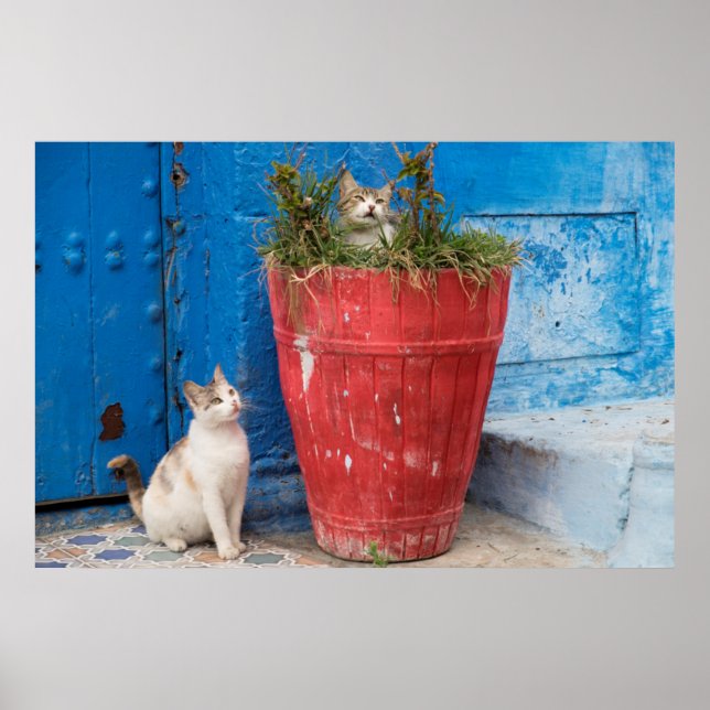 Katter som leker runt, Rabat, Marocko Poster (Framsidan)