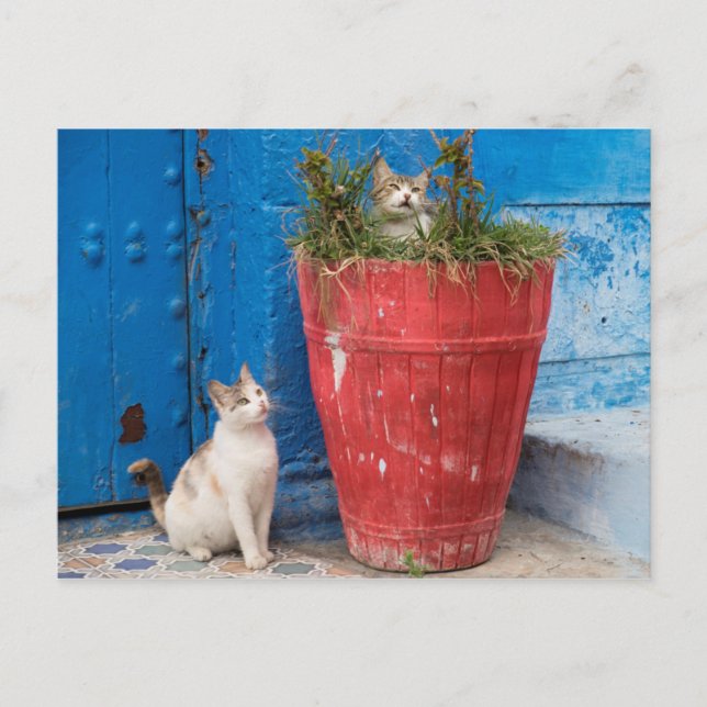Katter som leker runt, Rabat, Marocko Vykort (Framsida)