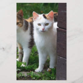 Katter som leker ute brevpapper