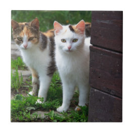 Katter som leker ute kakelplatta