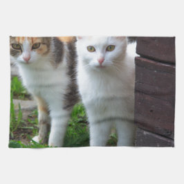 Katter som leker ute kökshandduk