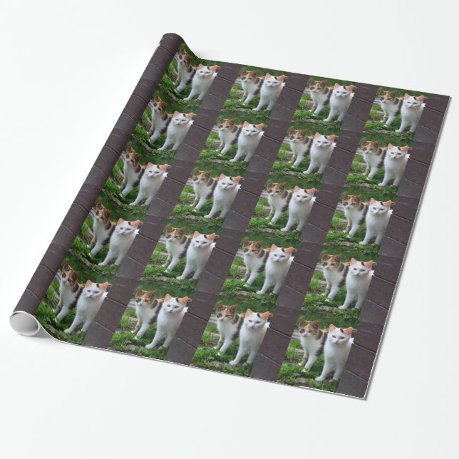 Katter som leker ute presentpapper (Utrullad)