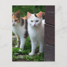 Katter som leker ute