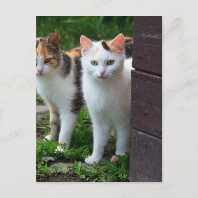 Katter som leker ute vykort (Framsida)