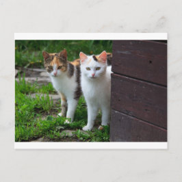 Katter som leker ute vykort