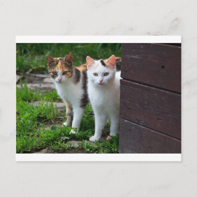 Katter som leker ute vykort (Framsida)