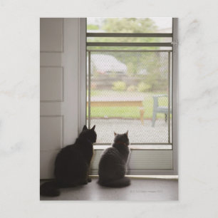 Katter som tittar ut genom skärmdörr vykort