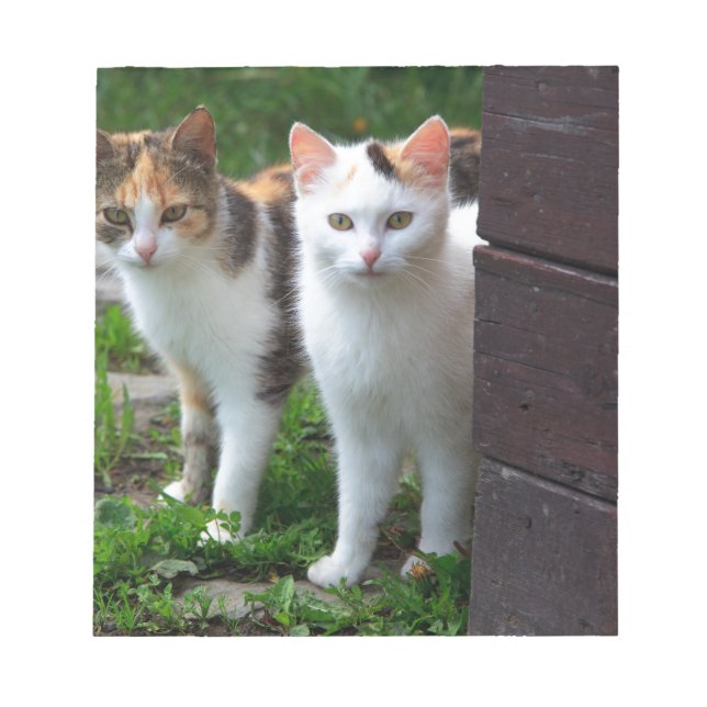 Katter spelar upp anteckningsblock (Framsida)