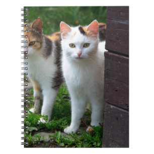 Katter spelar upp anteckningsbok med spiral