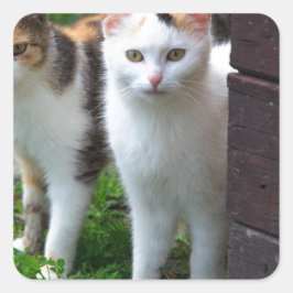 Katter spelar upp fyrkantigt klistermärke