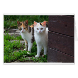 Katter spelar upp hälsningskort