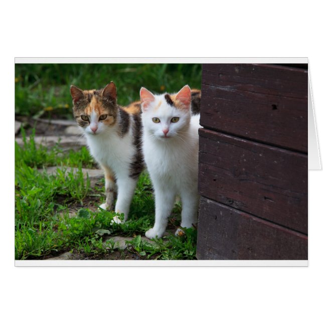 Katter spelar upp hälsningskort (Framsidan Horizontal)