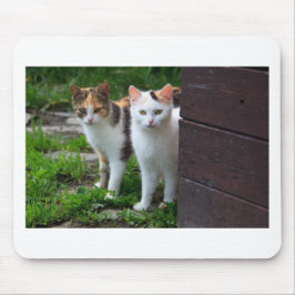 Katter spelar upp musmatta