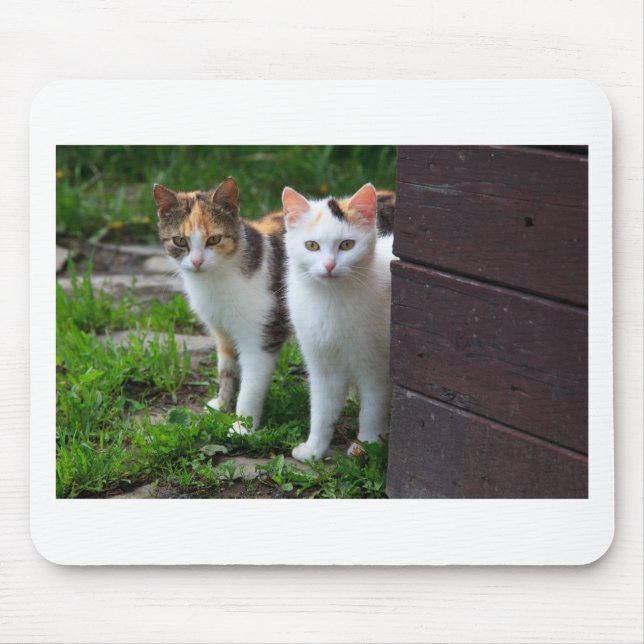 Katter spelar upp musmatta (Framsidan)