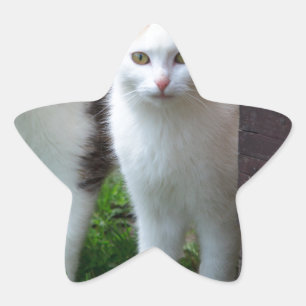 Katter spelar upp stjärnformat klistermärke