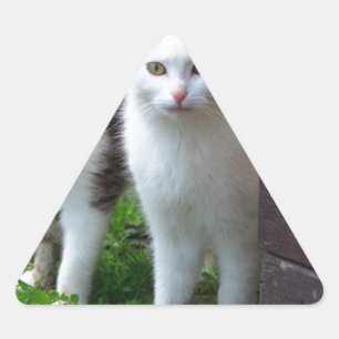 Katter spelar upp triangelformat klistermärke