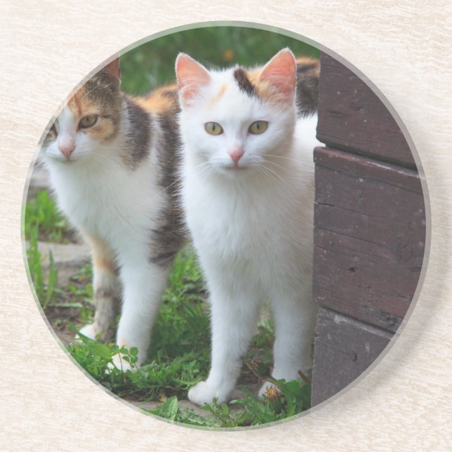 Katter spelar upp underlägg sandsten (Framsidan)