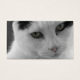 Katter Thoughts Visitkort