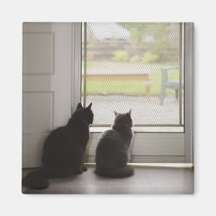 Katter tittar ut skärmdörr magnet